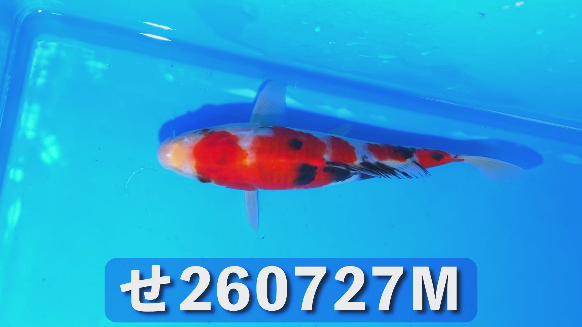 大正三色 22cm前後 2025年生まれMせ