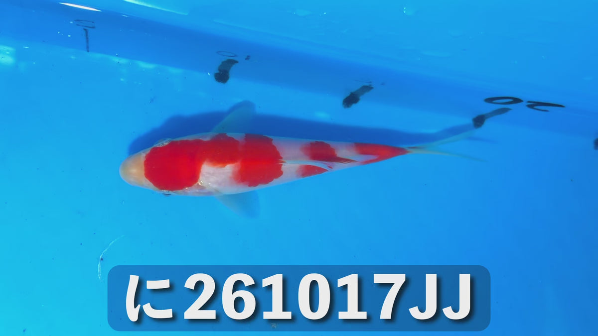 【当歳】紅白 13cm前後 2026年生まれJJに