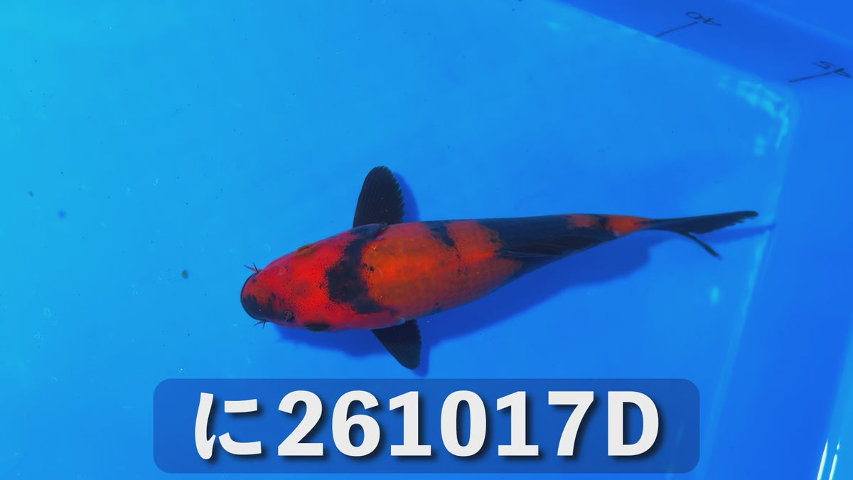 【当歳】緋写り 17cm前後 2026年生まれDみ