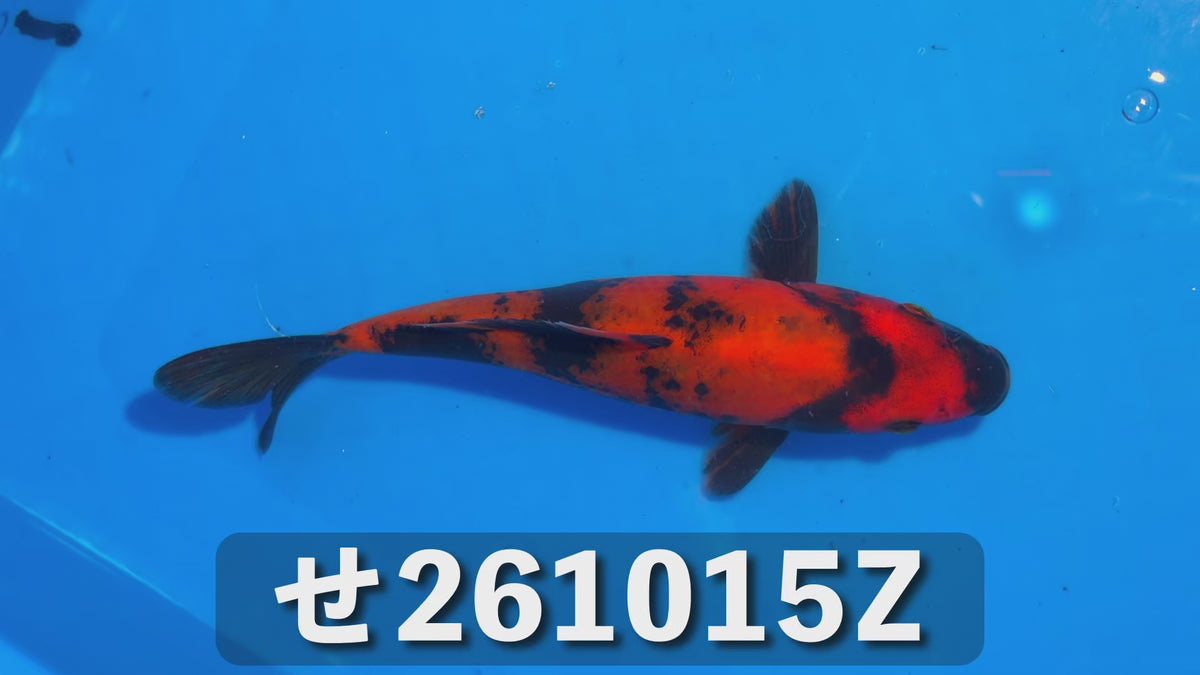 【当歳】緋写り 18cm前後 2026年生まれZせ
