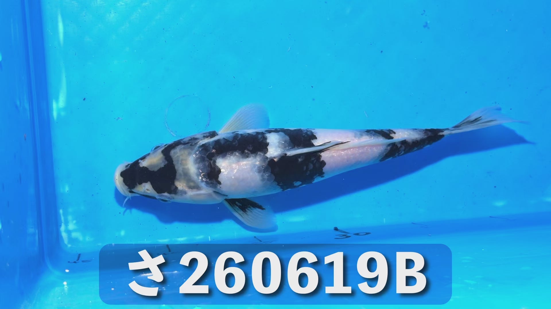 【特級】白写り 24cm前後 2025年生まれBさ