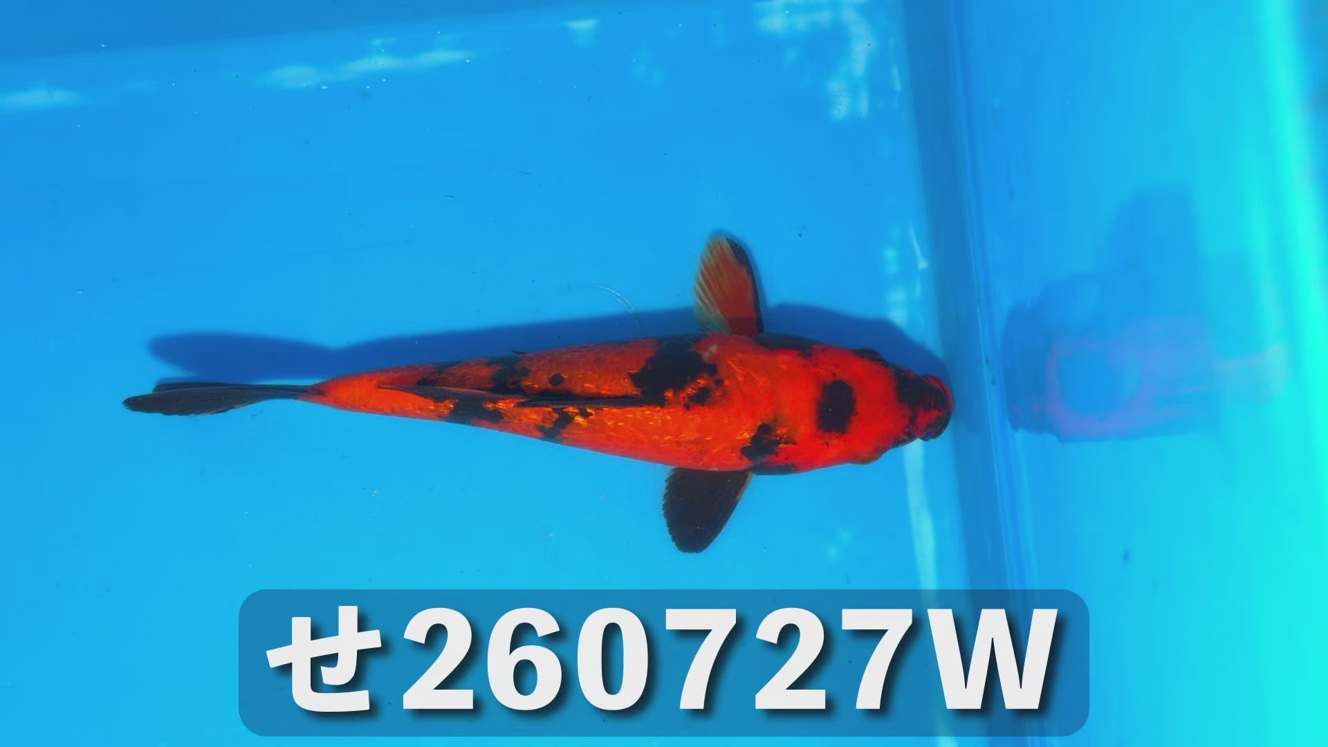 銀鱗緋写り 17cm前後 2025年生まれWせ