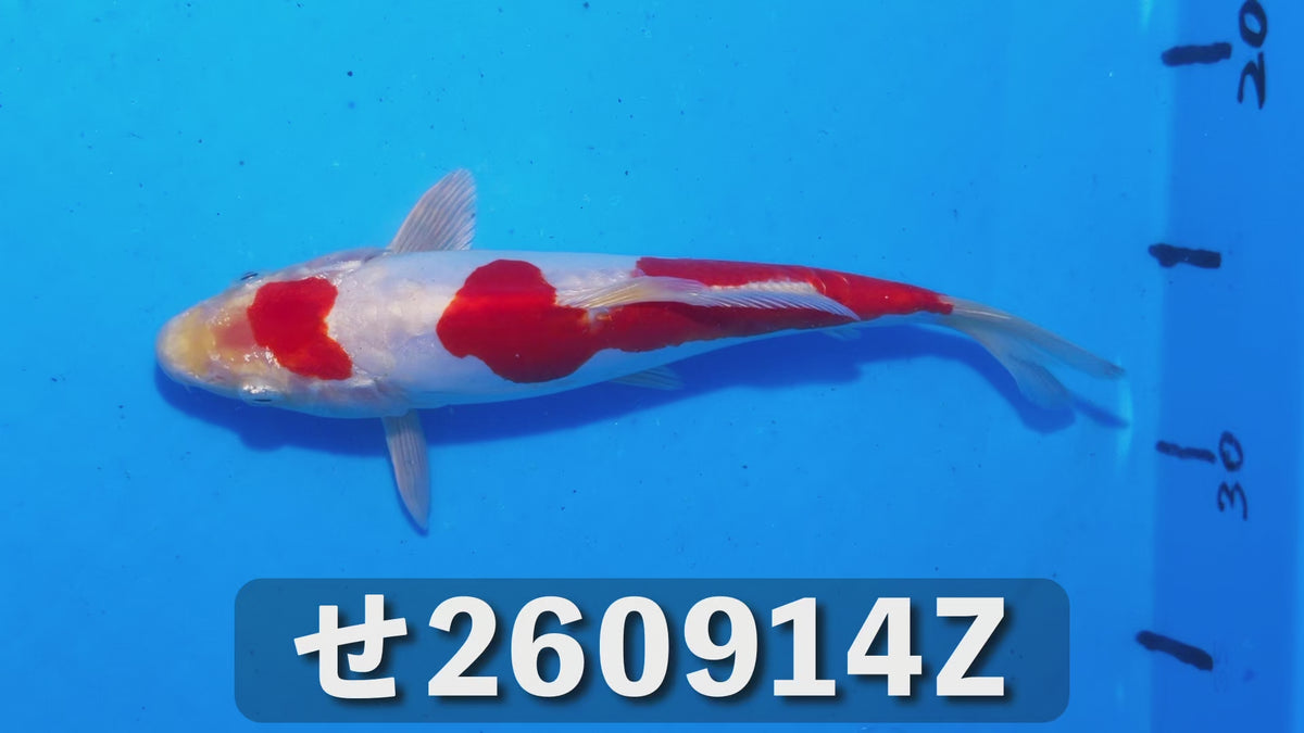 紅輝黒竜 23cm前後 2025年生まれZせ