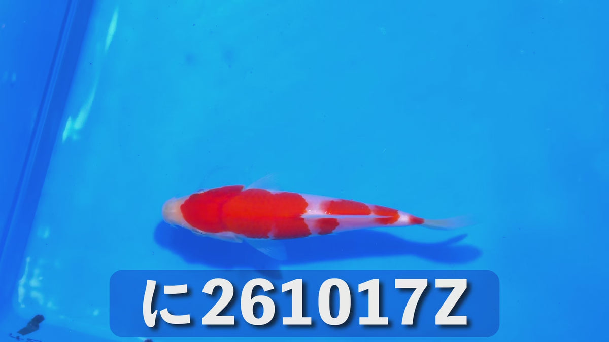 【当歳】紅白 14cm前後 2026年生まれZに