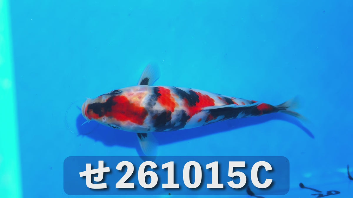 【当歳】昭和三色 20cm前後 2026年生まれCせ