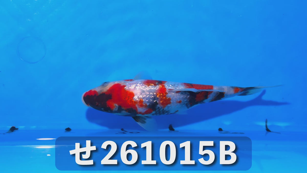 【当歳】銀鱗昭和三色 18cm前後 2026年生まれBせ