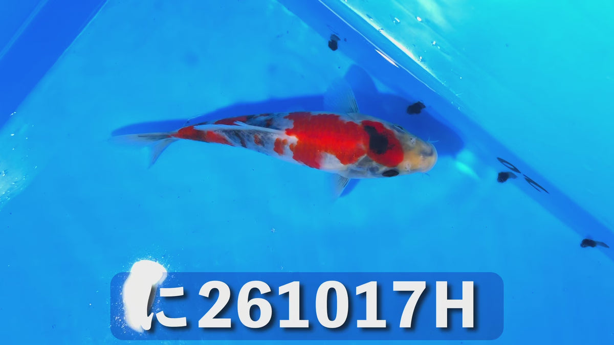 【当歳】昭和三色 15cm前後 2026年生まれHみ
