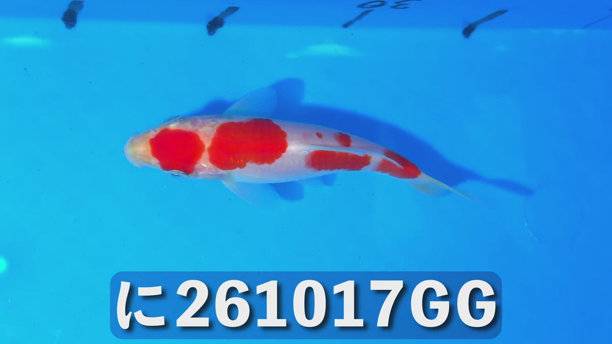 【当歳】紅白 14cm前後 2026年生まれGGに