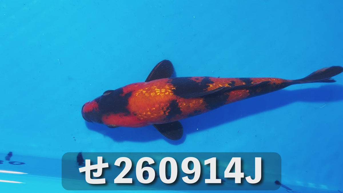 銀鱗緋写り 19cm前後 2025年生まれJせ