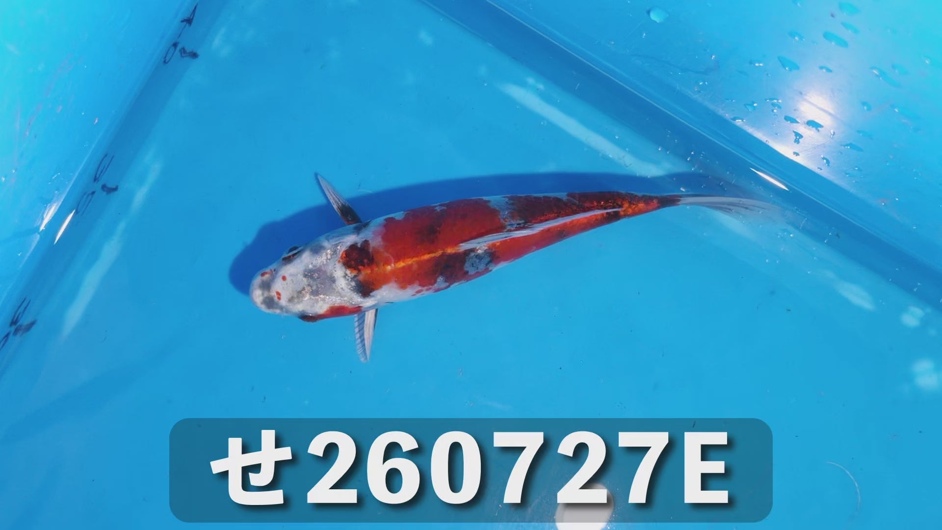 金昭和 18cm前後 2025年生まれEせ