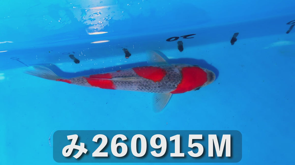 五色 18cm前後 2025年生まれMみ