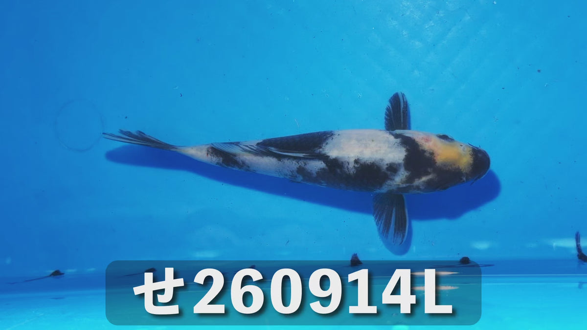 白写り 18cm前後 2025年生まれLせ