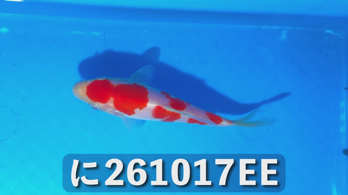 【当歳】紅白 15cm前後 2026年生まれEEに