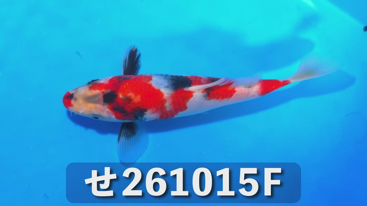 昭和三色 20cm前後 2026年生まれFせ