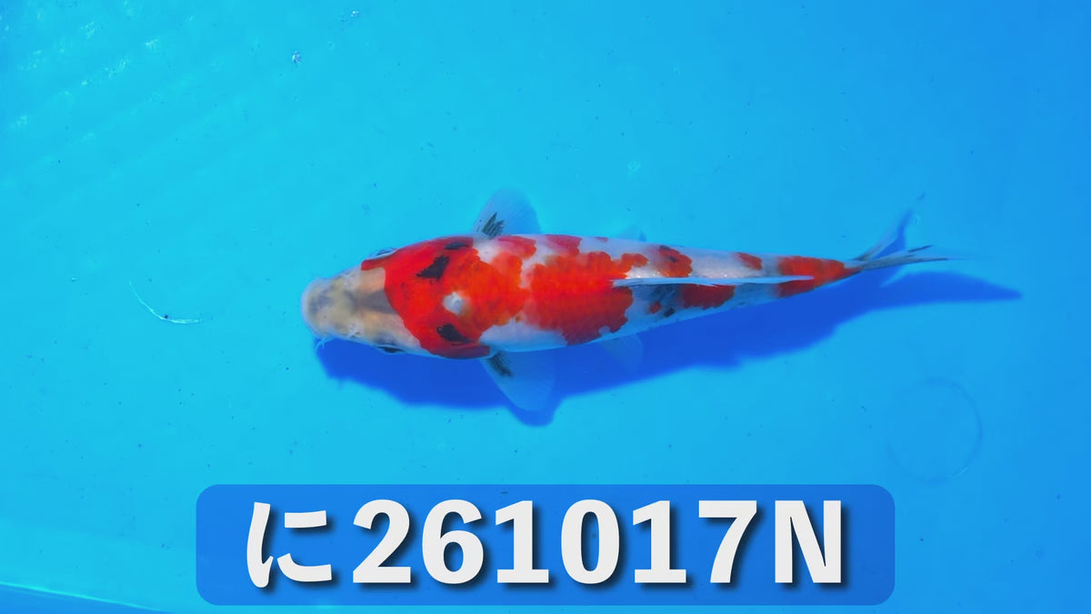 【当歳】昭和三色 16cm前後 2026年生まれNみ