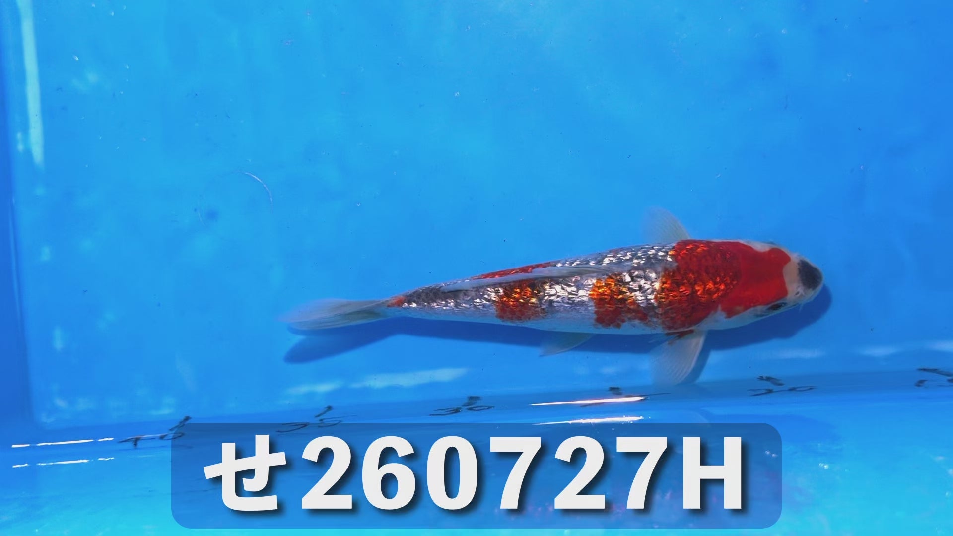 銀鱗五色 18cm前後 2025年生まれHせ
