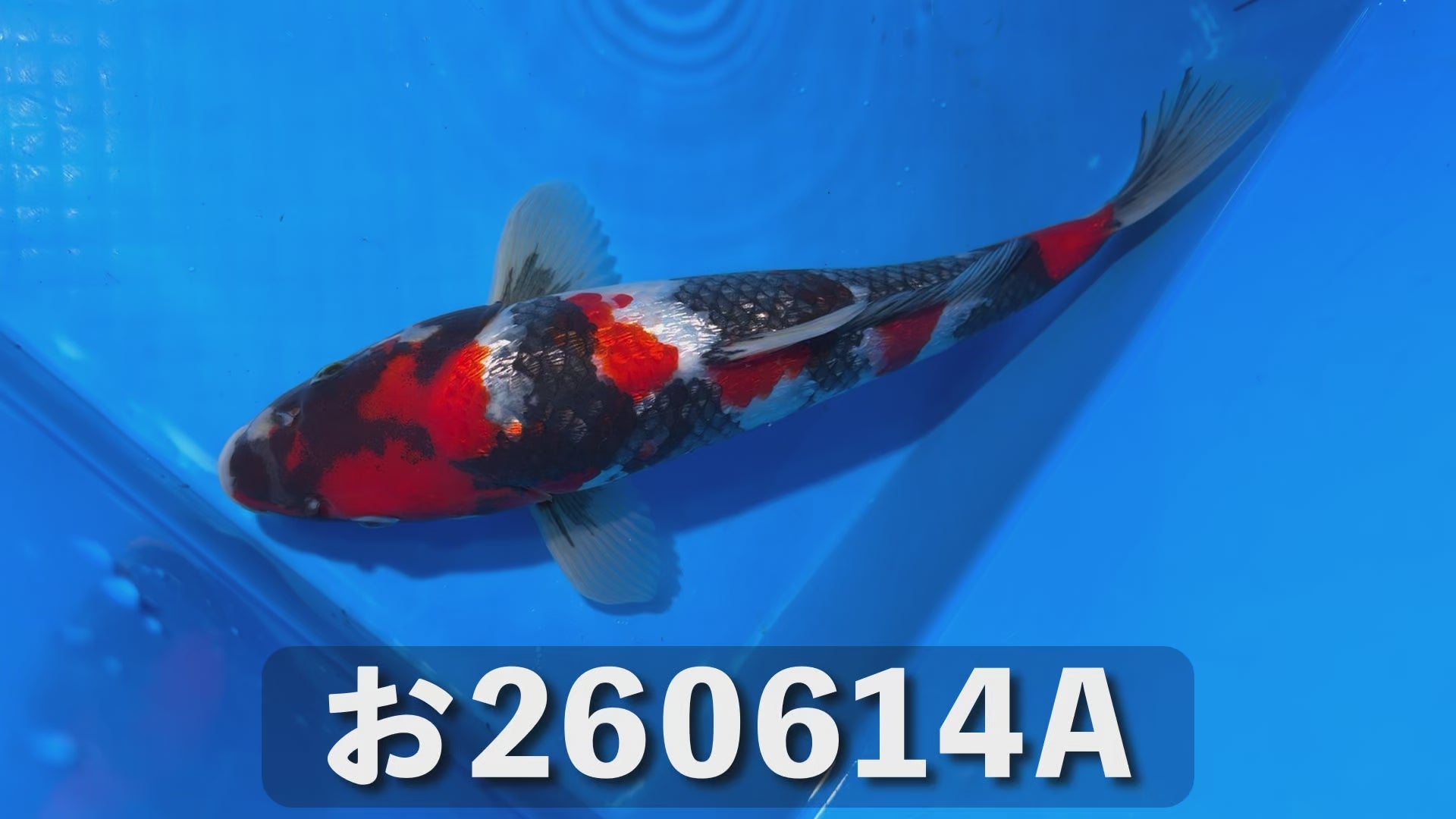【特級品】昭和三色 32cm前後 2025年生まれAお
