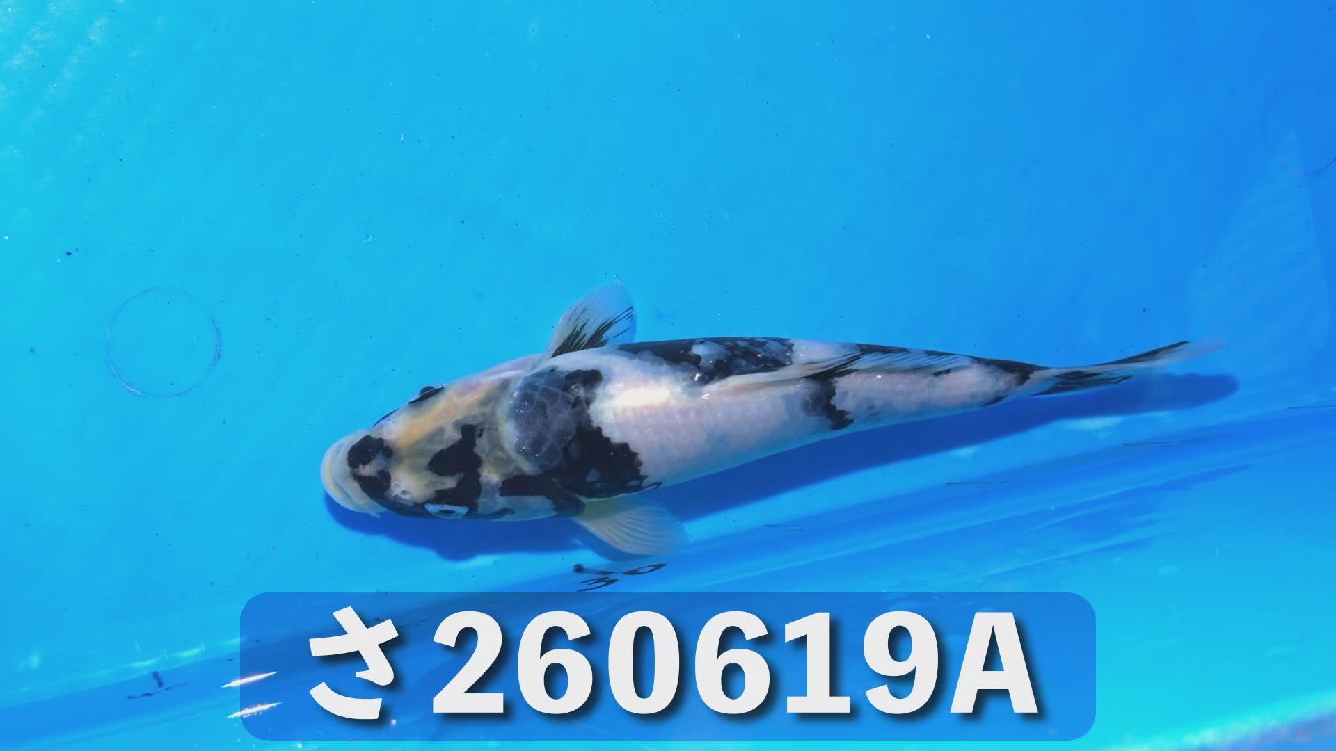 【特級】白写り 23cm前後 2025年生まれAさ