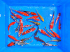 20-30cmおまかせ錦鯉並品3尾5千円セット【並3】