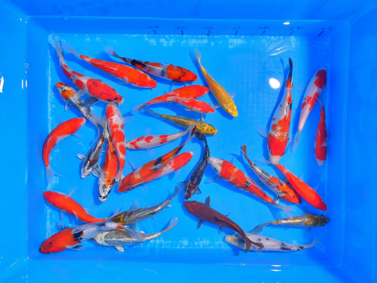 20-30cmおまかせ錦鯉並品3尾5千円セット【並3】 – 篠田山養鯉場