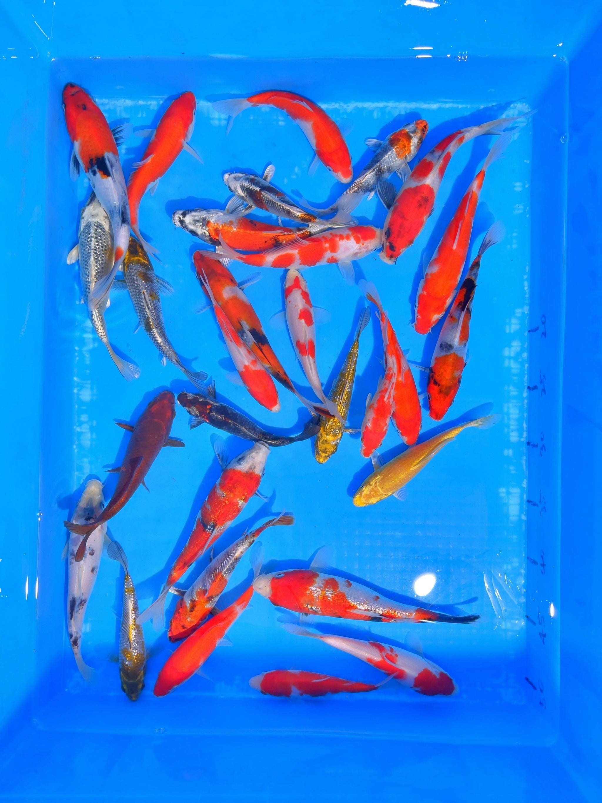 鯉竿 いせや技鯉 3本セット - メルカリ