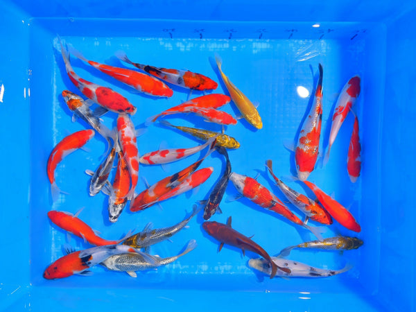 受取日指定必須】20-30cmおまかせ錦鯉並品3尾5千円セット【並3